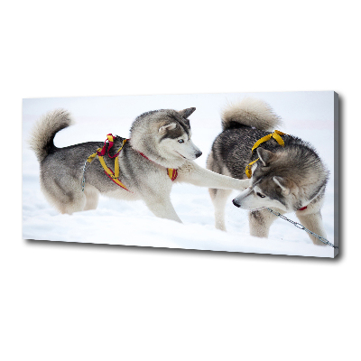 Canvas print Husky in winter