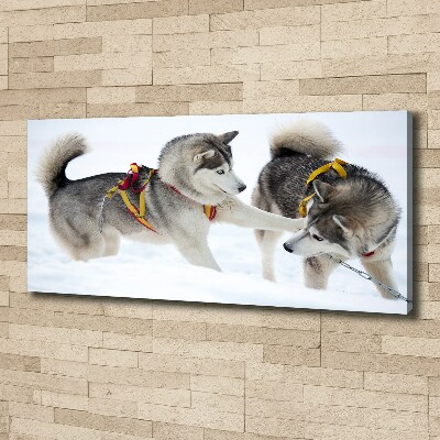 Canvas print Husky in winter