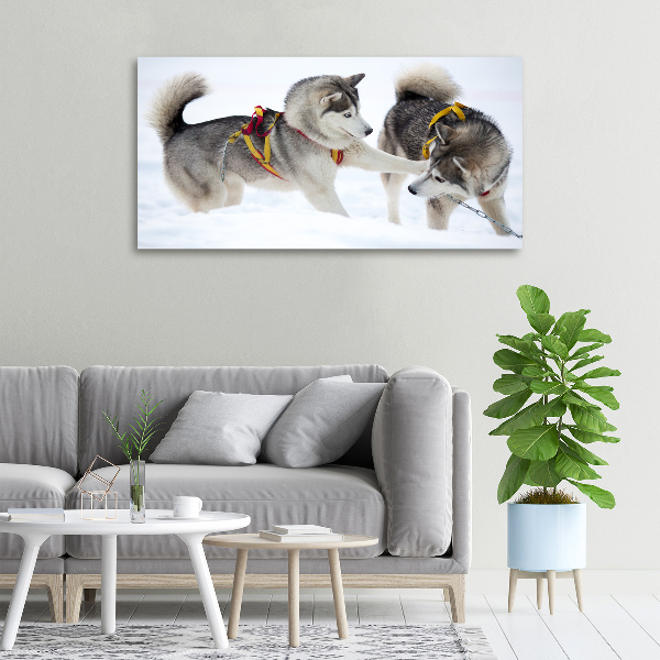 Canvas print Husky in winter