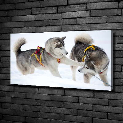 Canvas print Husky in winter