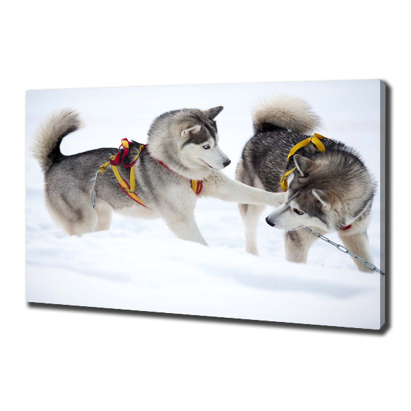 Canvas print Husky in winter