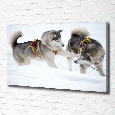 Canvas print Husky in winter