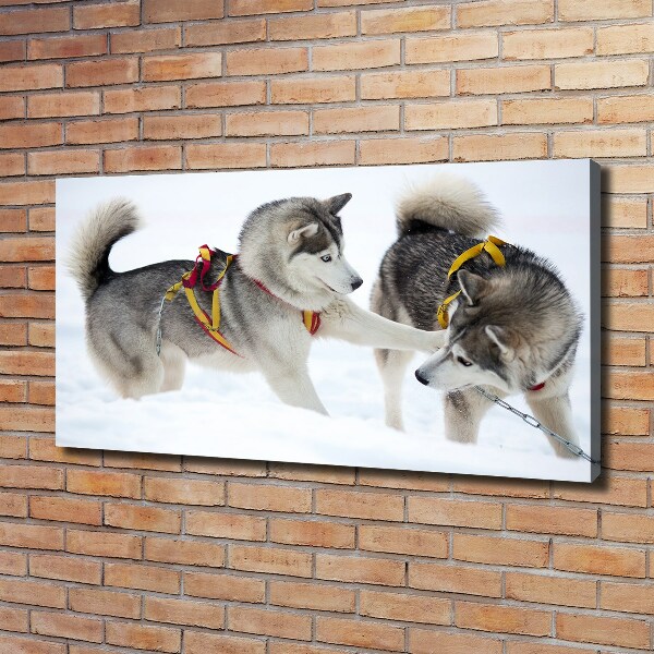 Canvas print Husky in winter