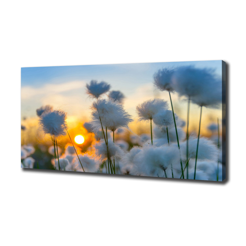 Canvas wall art Woolly