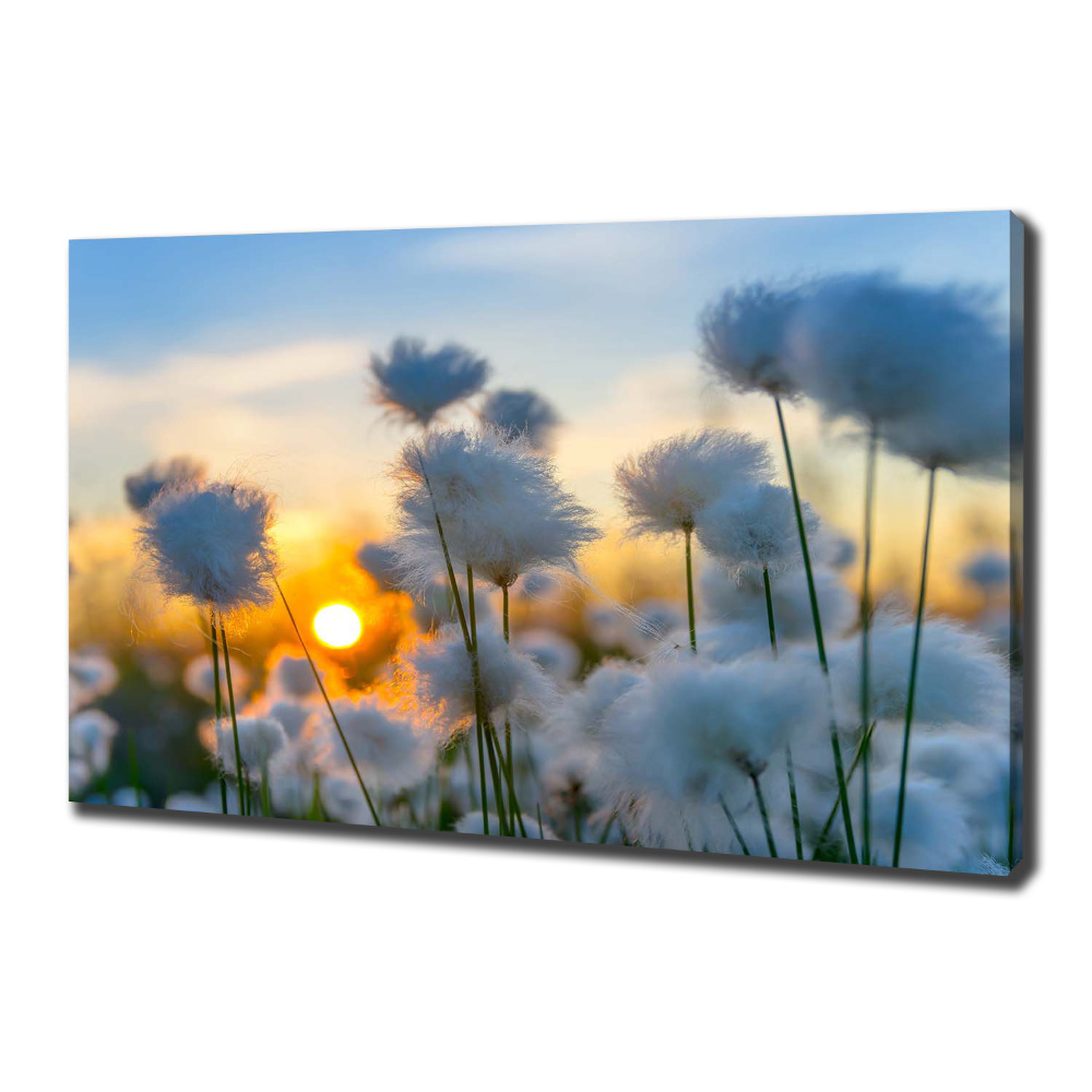 Canvas wall art Woolly