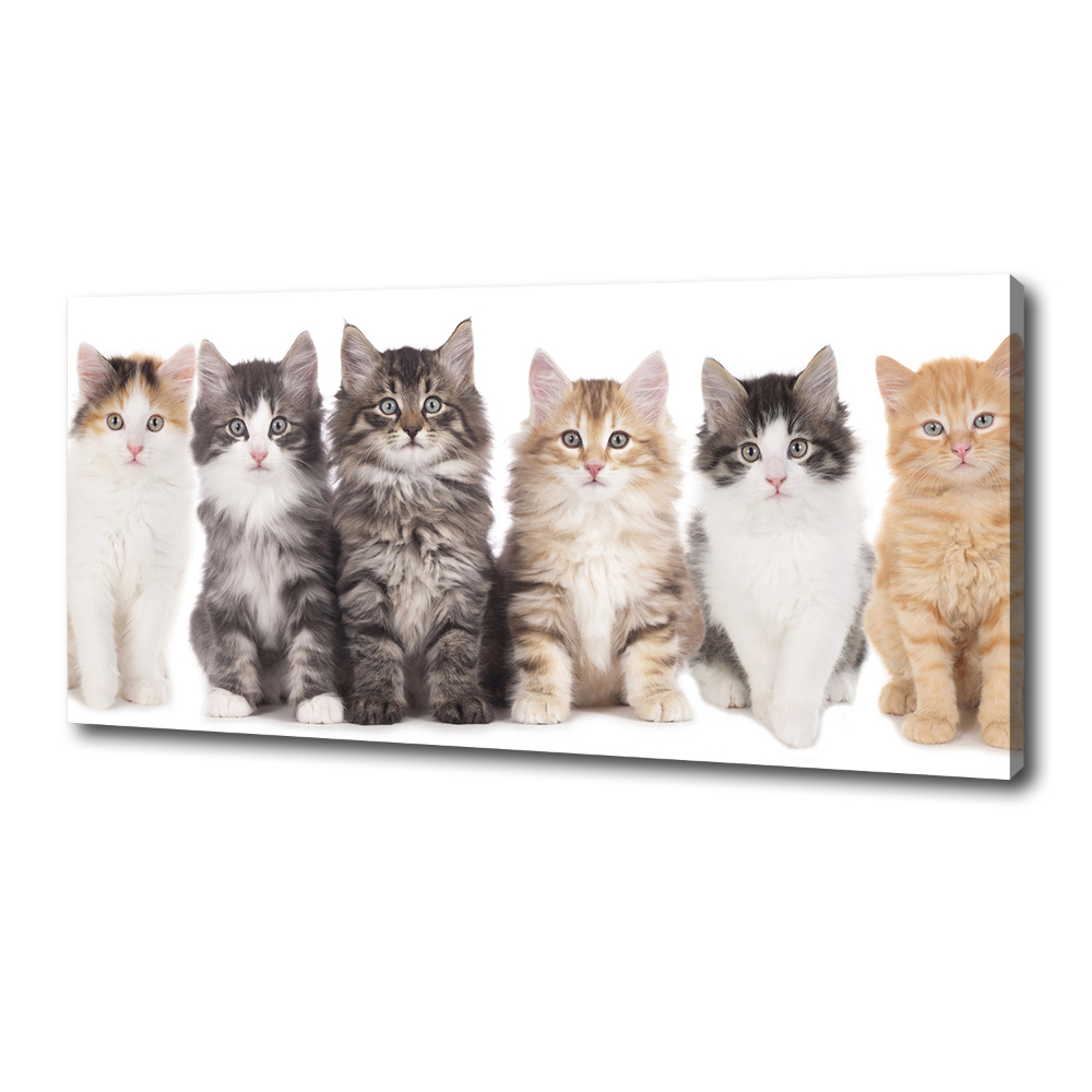 Canvas wall art Six cats