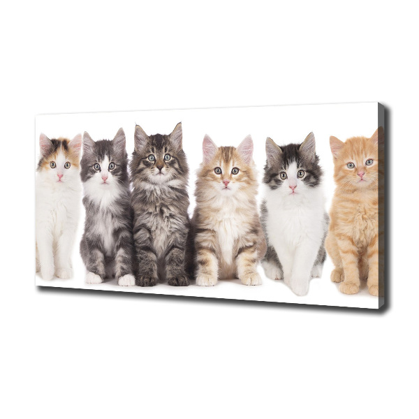 Canvas wall art Six cats