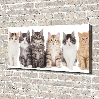 Canvas wall art Six cats