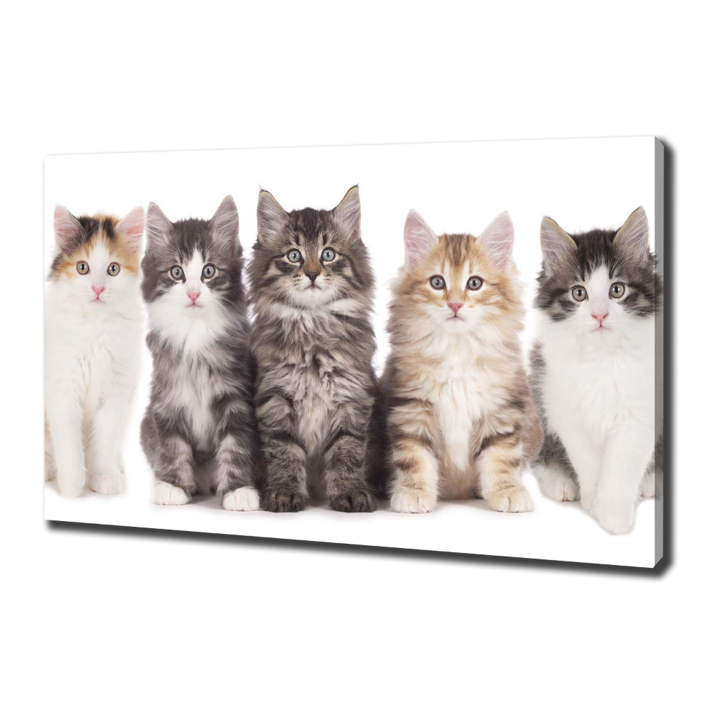 Canvas wall art Six cats