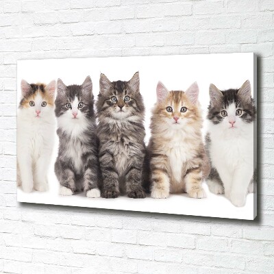 Canvas wall art Six cats