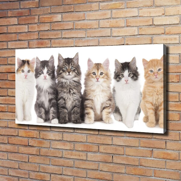 Canvas wall art Six cats