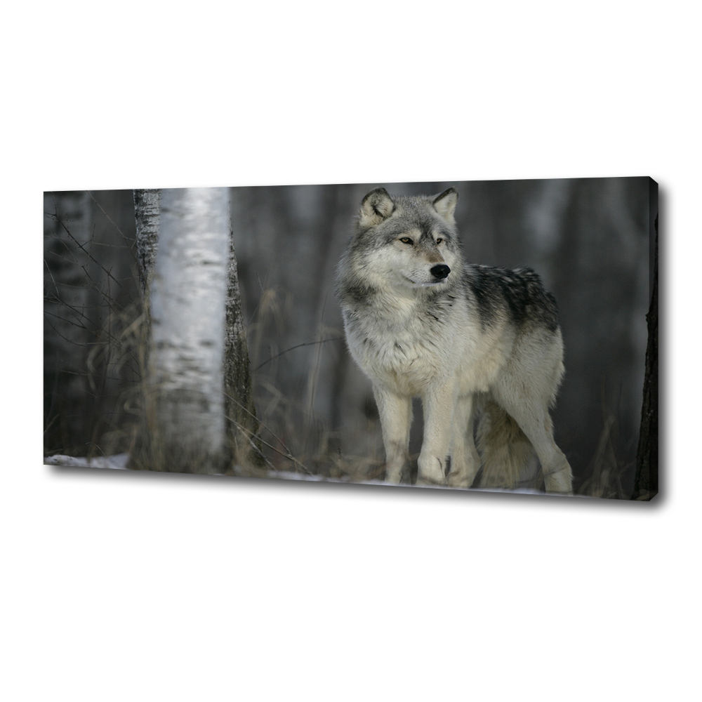 Canvas wall art Gray wolf