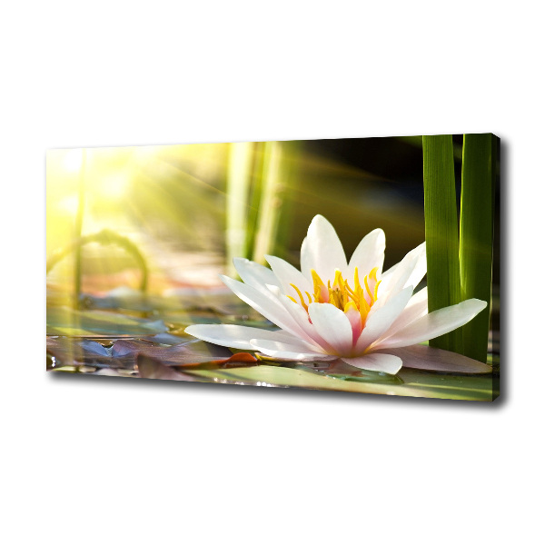 Canvas wall art water lily