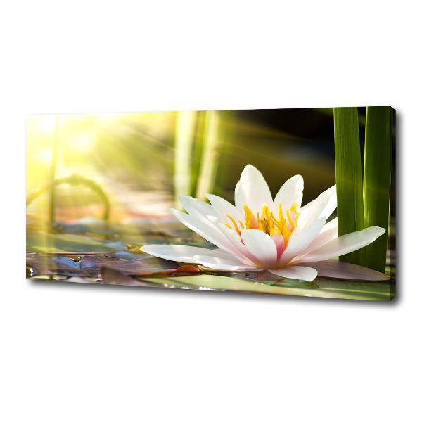 Canvas wall art water lily