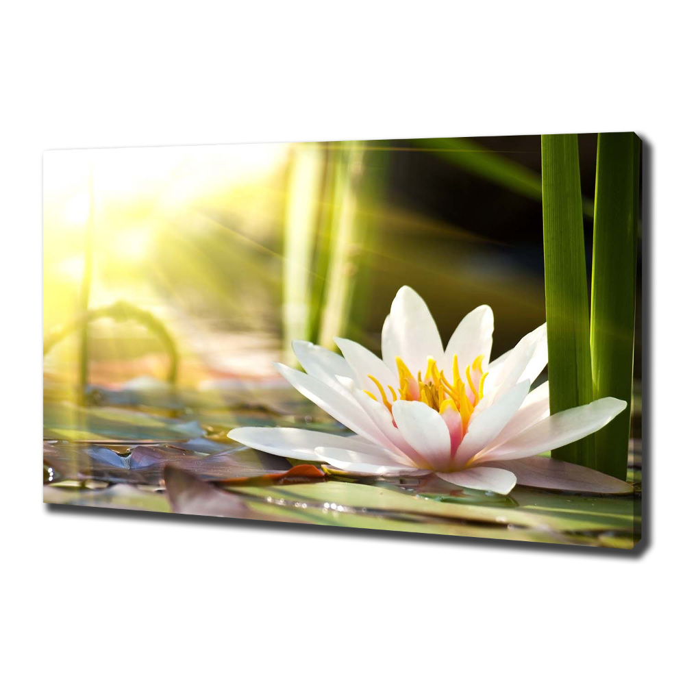 Canvas wall art water lily