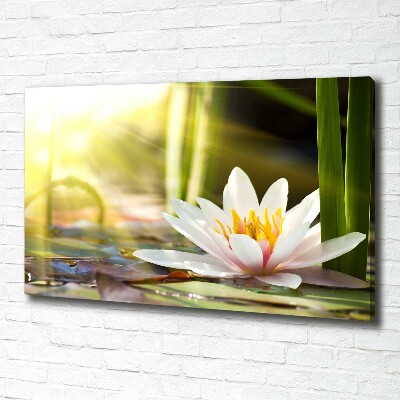 Canvas wall art water lily