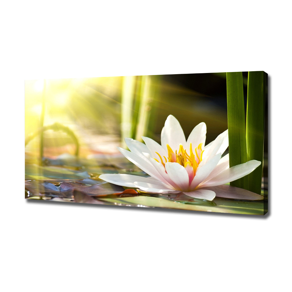 Canvas wall art water lily