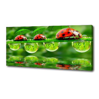 Canvas wall art Ladybugs