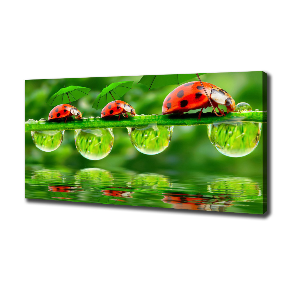 Canvas wall art Ladybugs