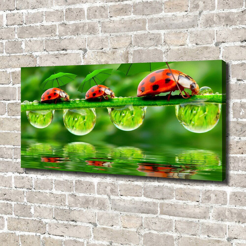 Canvas wall art Ladybugs