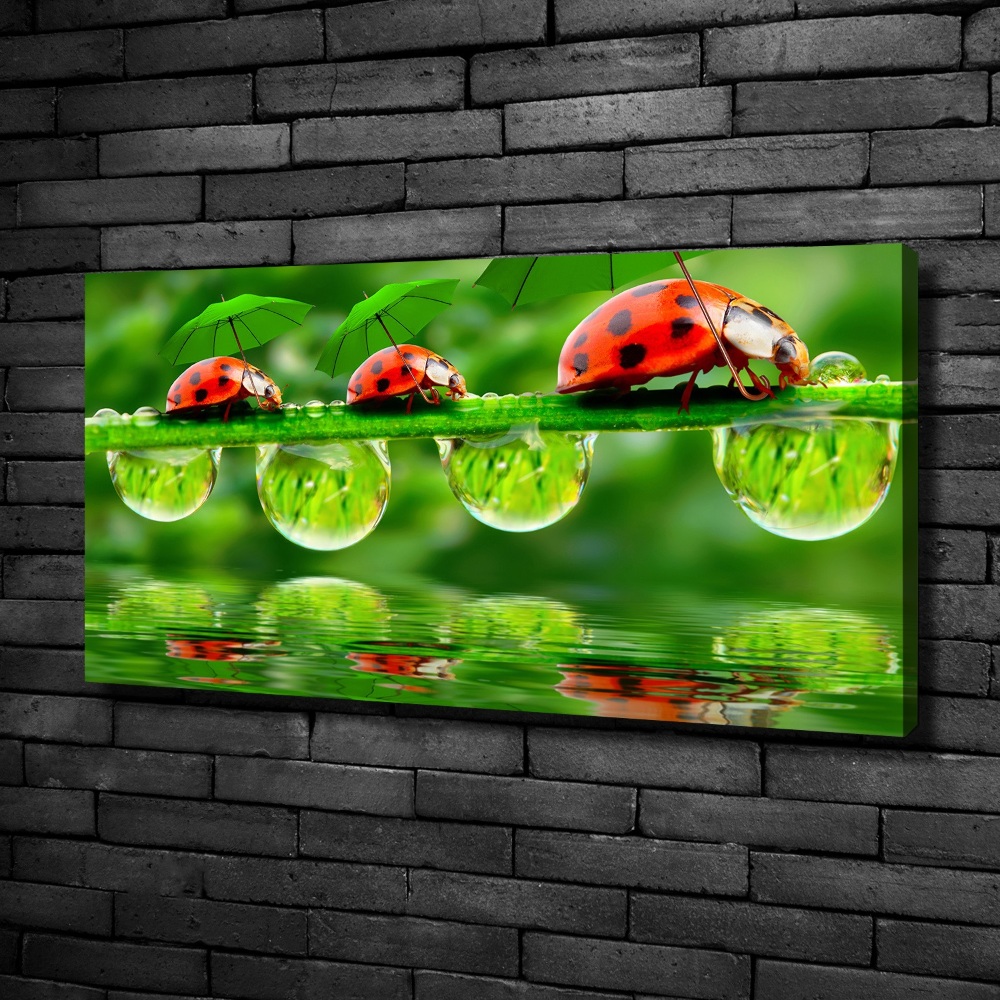 Canvas wall art Ladybugs