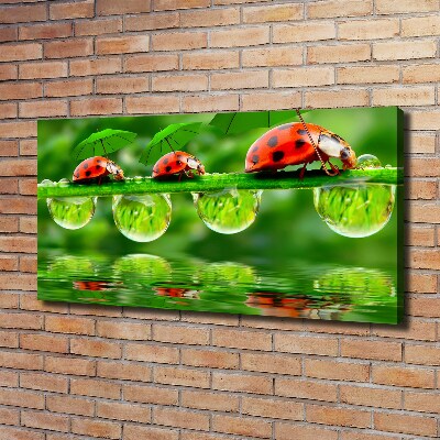 Canvas wall art Ladybugs