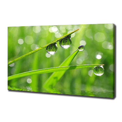 Canvas wall art Drops on the grass