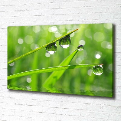 Canvas wall art Drops on the grass