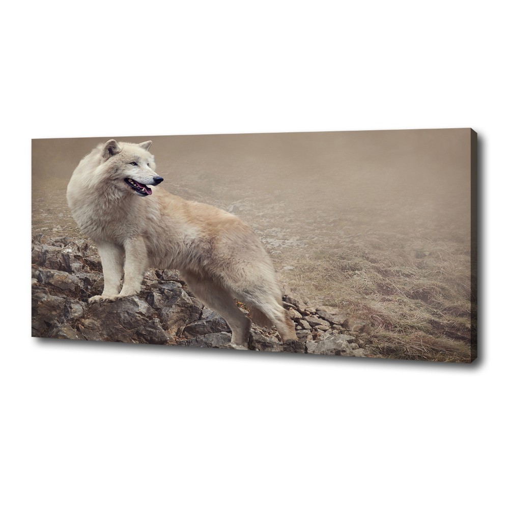 Large canvas wall art White wolf on the rock