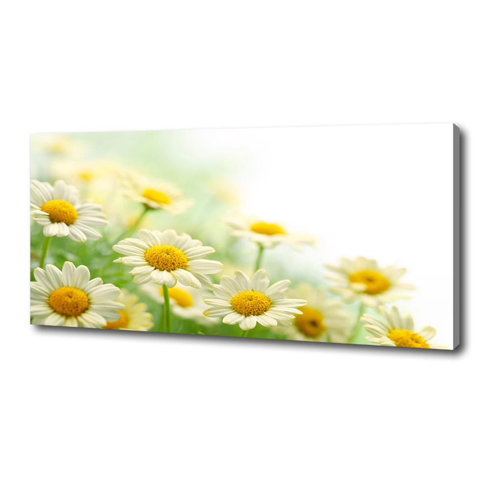 Canvas wall art Daisy