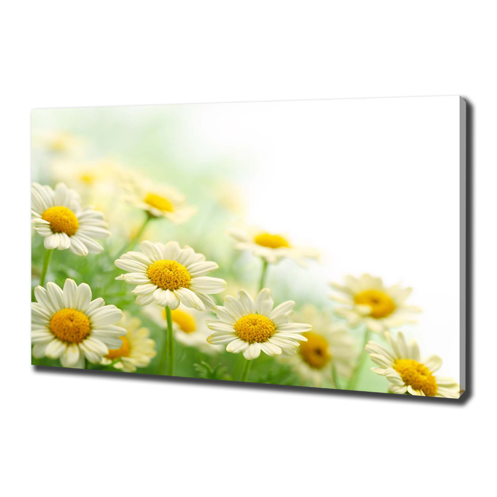 Canvas wall art Daisy