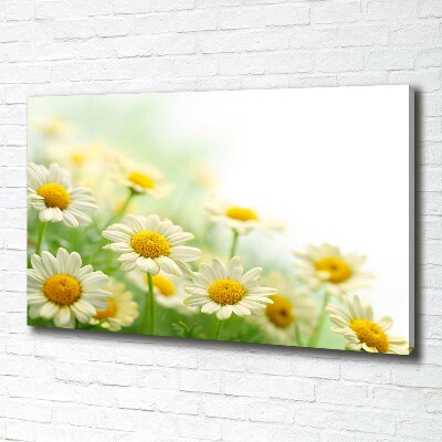 Canvas wall art Daisy