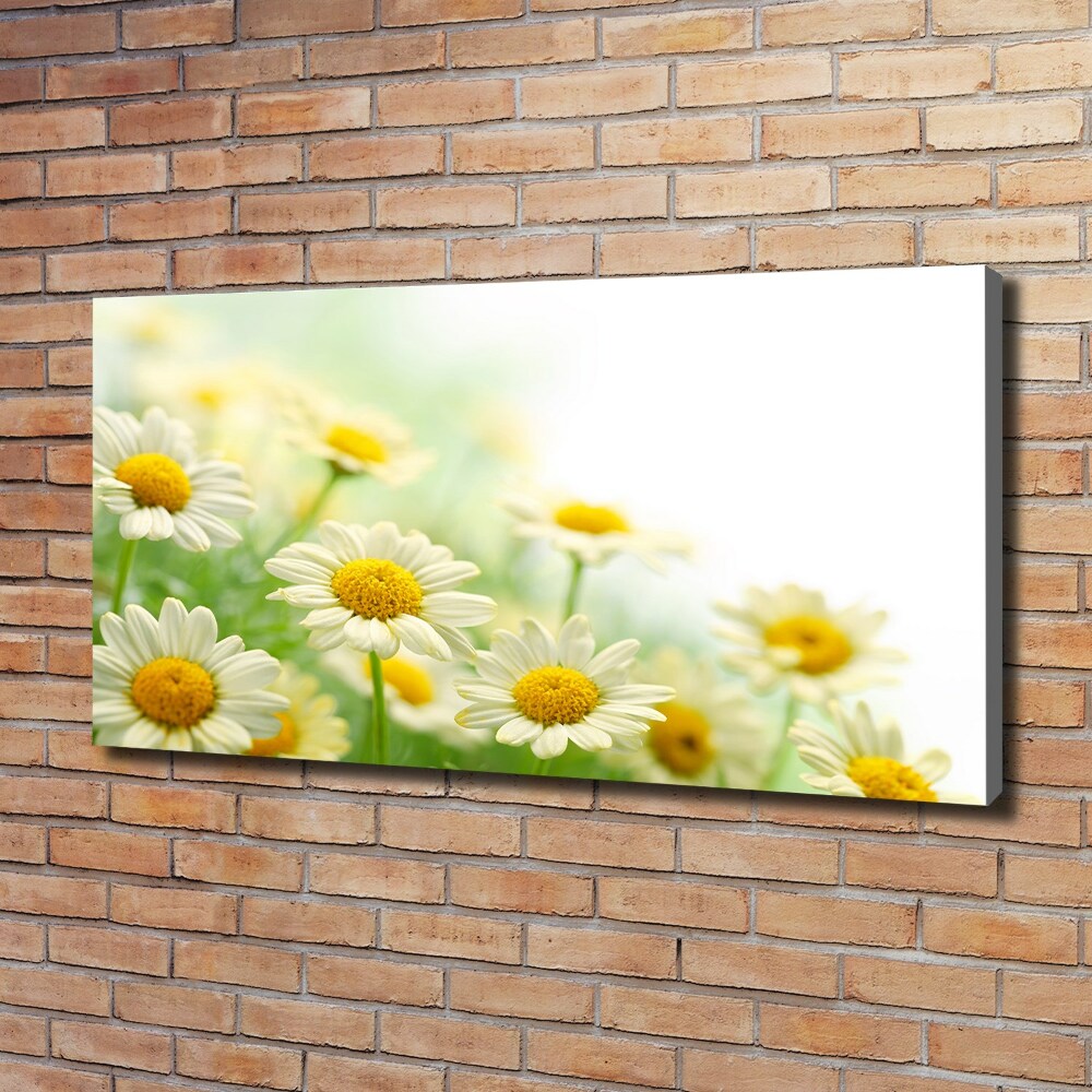 Canvas wall art Daisy