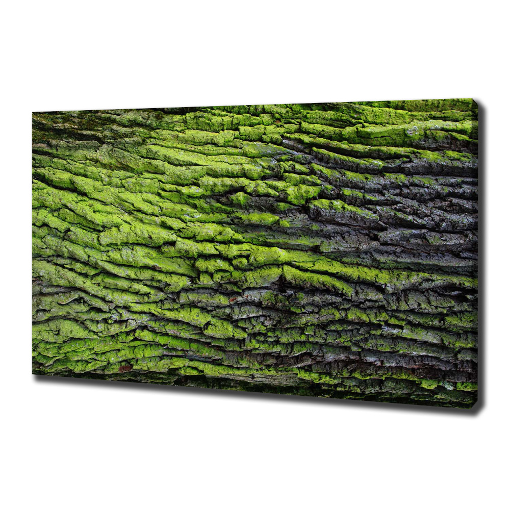 Canvas wall art Tree bark