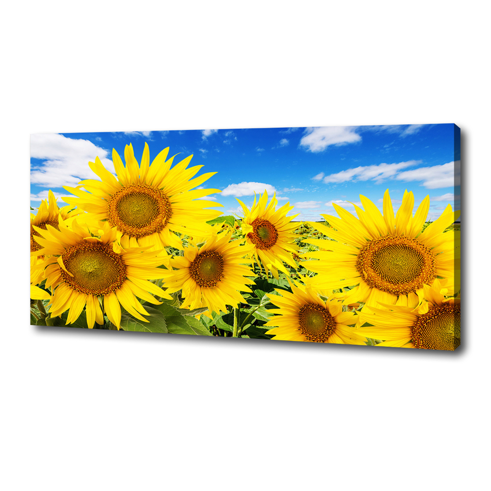 Canvas wall art Sunflowers