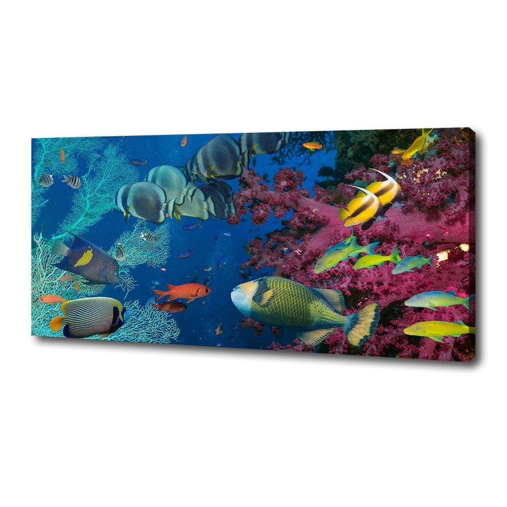 Canvas wall art Coral reef