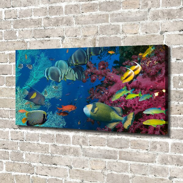 Canvas wall art Coral reef