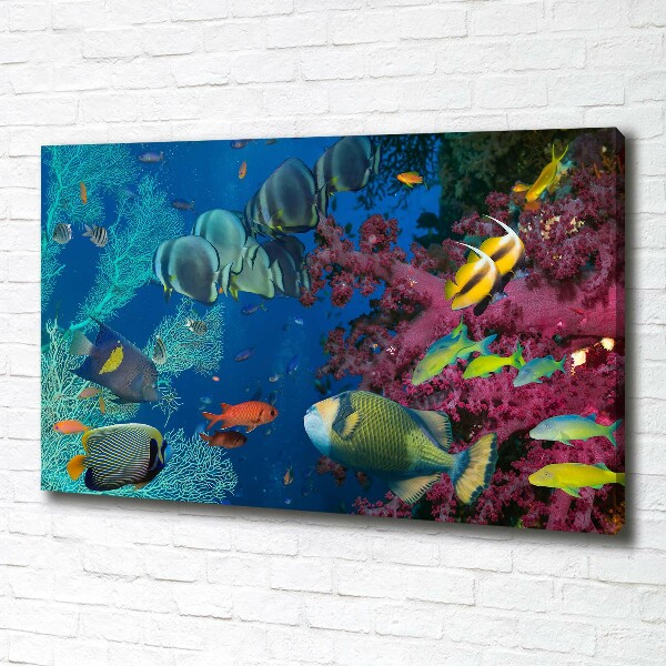 Canvas wall art Coral reef