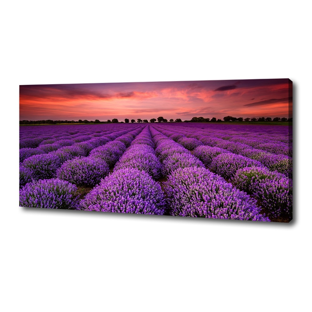 Canvas wall art Lavender field