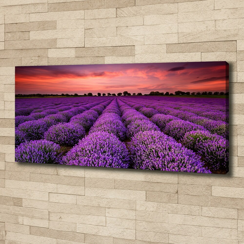 Canvas wall art Lavender field