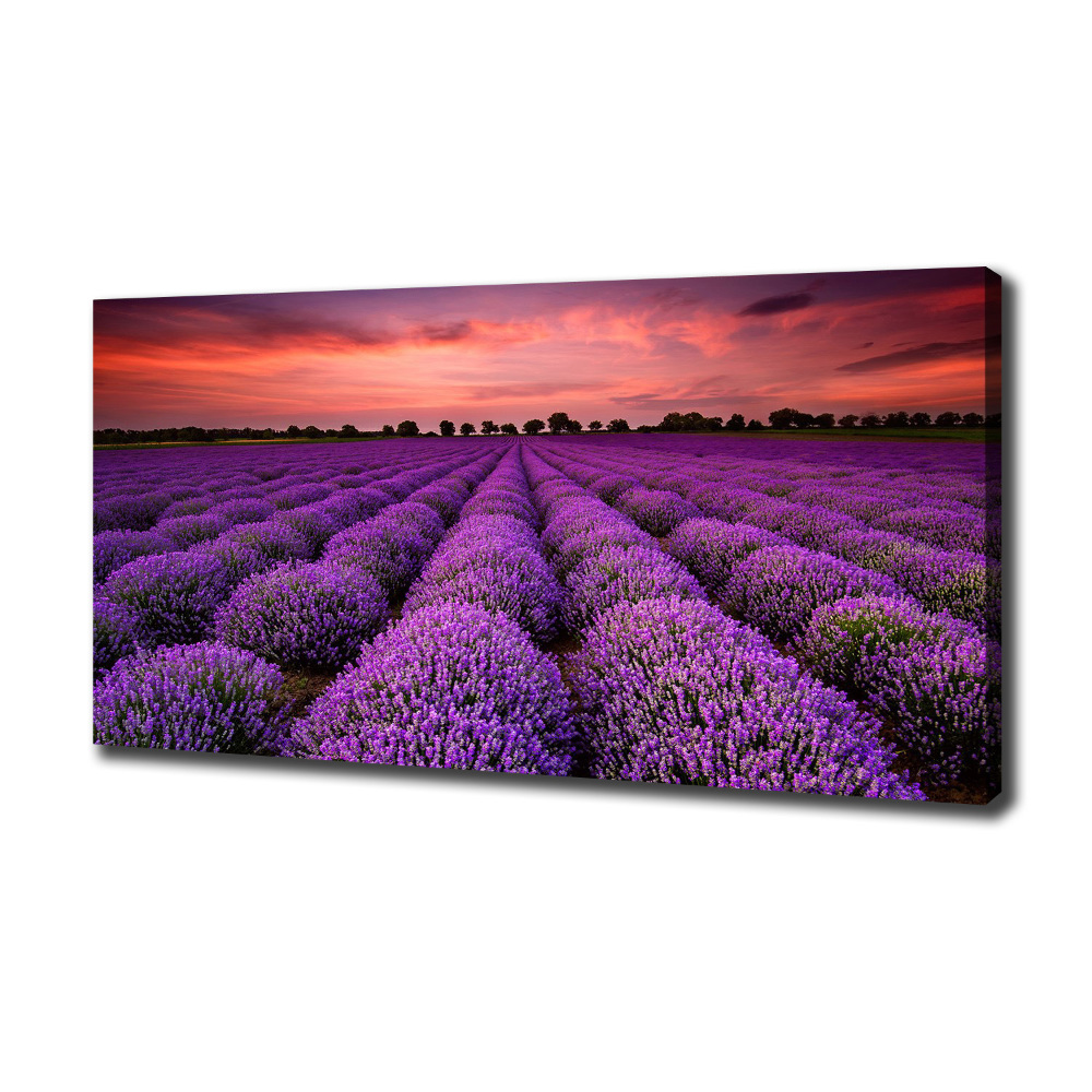 Canvas wall art Lavender field