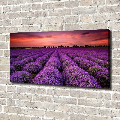 Canvas wall art Lavender field