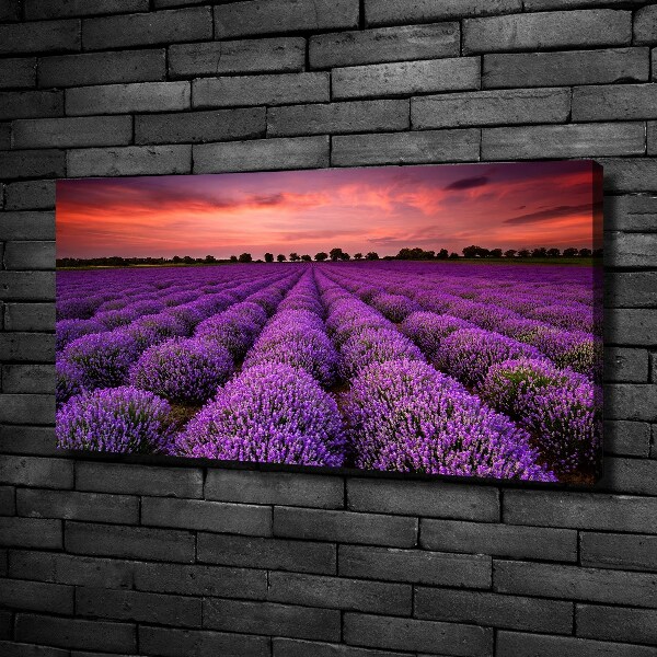 Canvas wall art Lavender field