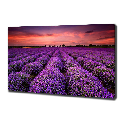 Canvas wall art Lavender field