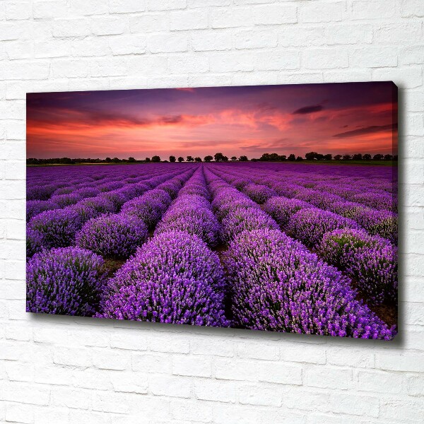 Canvas wall art Lavender field