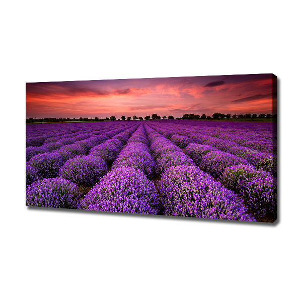 Canvas wall art Lavender field