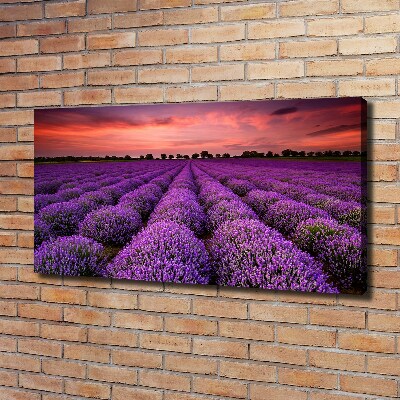 Canvas wall art Lavender field