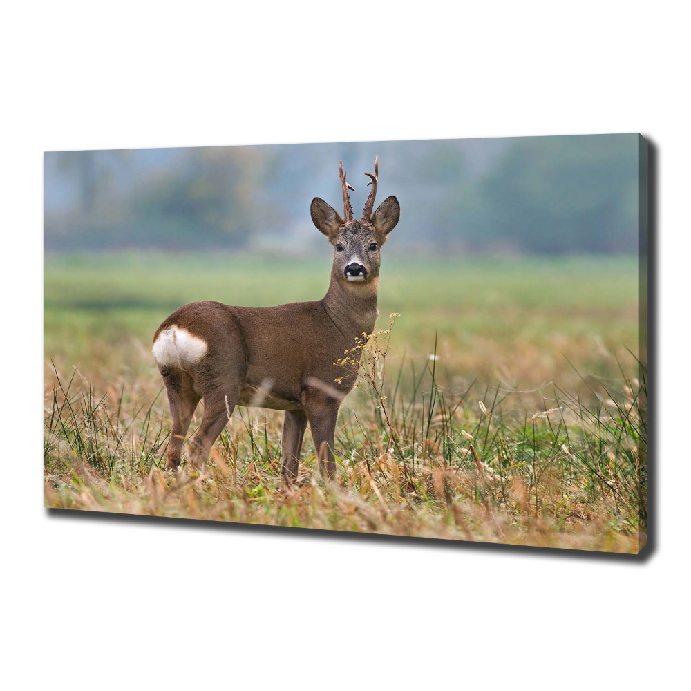 Large canvas wall art Roe