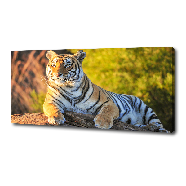 Canvas print Portrait of a tiger