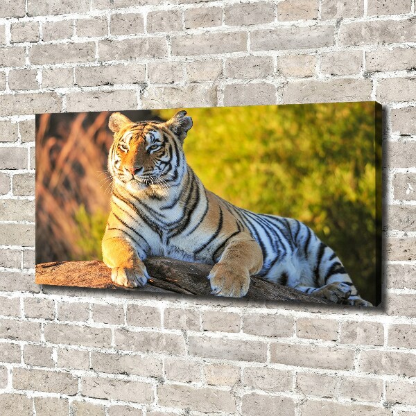 Canvas print Portrait of a tiger